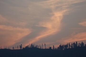 Pink and orange sunset above scraggly pine trees in burn area in Idaho