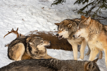 Grey Wolf (Canis lupus) Snarls at Submissive Packmate at Deer Body Winter