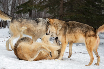 Grey Wolf (Canis lupus) Paws at Wolf Standing Over It Winter