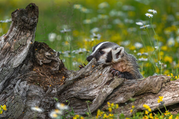 Fototapeta premium North American Badger (Taxidea taxus) Presses Nose Up Against Log Summer