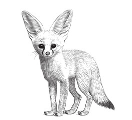 Fennec fox standing sketch hand drawn engraving style Vector illustration.