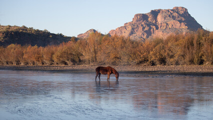 Early morning view of dun wild horse stallion grazing on eel grass in front of Red Mountain in the...