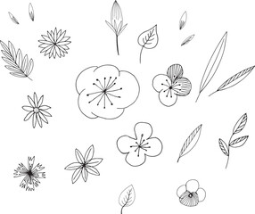 collection leaves and flowers in line style. Decorative beauty illustration for design hand drawn flower