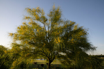 View of a Parkinsonia aculeata, also known as Cina Cina tree, with beautiful green leaves and yellow flowers, growing in the garden at sunset.