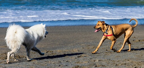 two dogs running on the beach samoyed