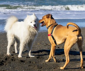 two dogs playing on beach