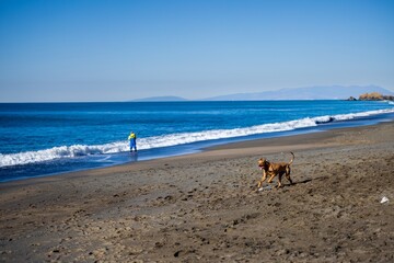 dog on beach overlooking ocean