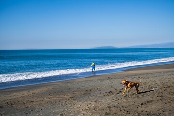 Fototapeta na wymiar dog running on the beach
