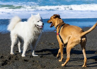 Samoyed and dog at beach