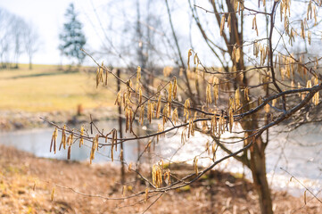 hazel catkins in winter with lake in background