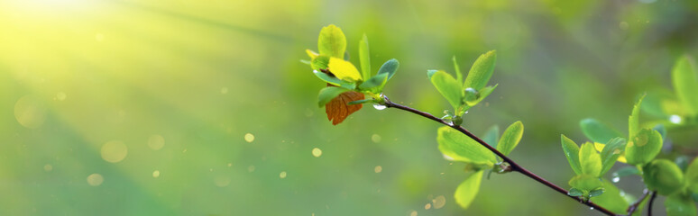 branch with beautiful young green leaves in background of sun's rays. Blurry green background. A natural spring scene with copy space. Spiraea x vanhouttei, Bridal Wreath, Vanhoutte Spirea.