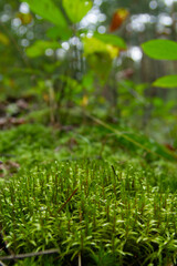 forest green moss green grass
