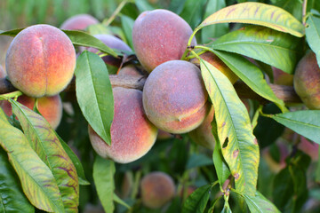 On the tree branch ripe peach fruits