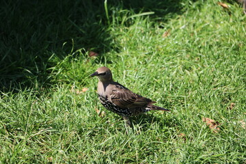 Bird  Sturnus vulgaris 