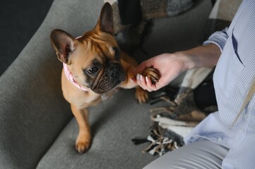 Young woman with her cute dog at home. Lovely pet