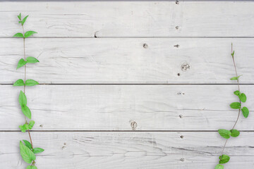 Fototapeta premium 木目背景とグリーン