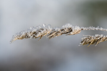 Close-up of a dry blade of grass in winter, on which single crystals have formed in the cold, against a light background