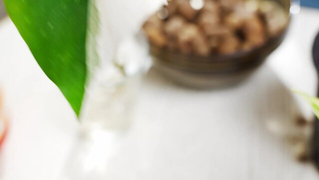 a woman transplants a houseplant sprout into the pot. Scindapsus golden.