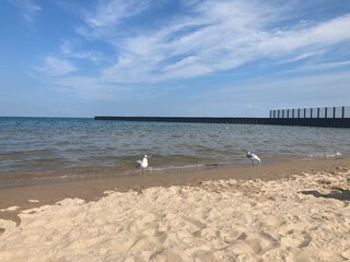 seagulls on the beach