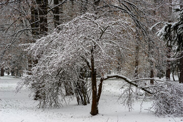 Zaśnieżony , baśniowy las . Drzewo ze złamanym głównym konarem . Drzewa i krzewy obficie posypane śniegiem . © Grzegorz