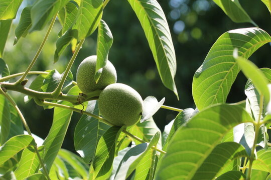 walnut plantation and ripening walnuts in chandler