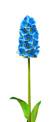 Beautiful flower imitation. Series of 7 Hyacinth for further image montages.