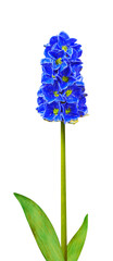 Beautiful flower imitation. Series of 7 Hyacinth for further image montages.