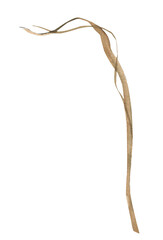 Watercolor branch clipart. Floral spring illustration