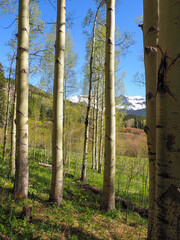 alpine forest in the mountains