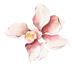 Watercolor Orchid clipart. Floral spring blooming. Flowers png.