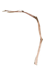 Watercolor branch clipart. Floral spring illustration