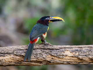 Chestnut-eared Aracari perched on log,  closeup portrait on green background in Pantanal, Brazil