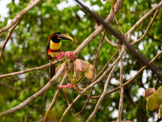 Chestnut-eared Aracari perched on tree branch