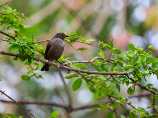 Female Shiny Cowbird perched on tree branch