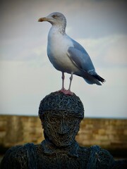 seagull on the pier