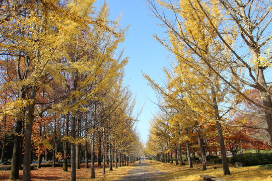 天童総合運動公園で秋をたのしむ

https://www.nwun.com/katsunakatamisa/2016-11-13/

天気もいいので、
遊びにいくことに、
天童の総合運動公園でいちょう並木をみてみたい

この日、天童で平成ナベ合戦も開催で
車混雑でした

意図せず、今日は、天童の総合運動公園へ
そしたら、平成鍋合戦があって混み混み

とっとみて、
寒河江のかつらにそばを食べにいく。