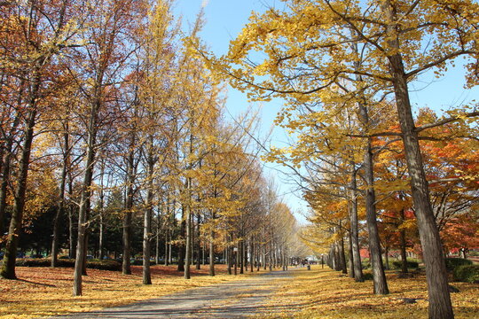 天童総合運動公園で秋をたのしむ

https://www.nwun.com/katsunakatamisa/2016-11-13/

天気もいいので、
遊びにいくことに、
天童の総合運動公園でいちょう並木をみてみたい

この日、天童で平成ナベ合戦も開催で
車混雑でした

意図せず、今日は、天童の総合運動公園へ
そしたら、平成鍋合戦があって混み混み

とっとみて、
寒河江のかつらにそばを食べにいく。