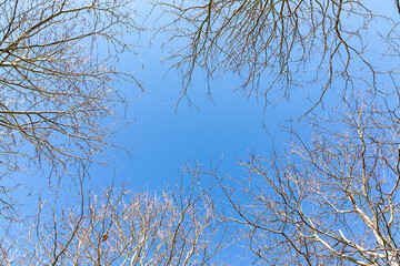 tree in winter with leaveless branches with blue sky