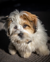 Lhasa Apso puppy