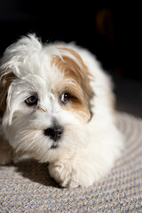 Lhasa Apso puppy