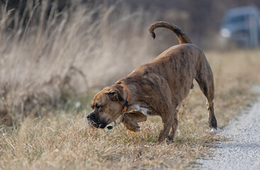 Curious brindle boxer mixed with bulldog is running off leash on a trail sniffing and looking in the long grass for mice. The pet has it paw up in a pointing position as it sniffs searching the area.