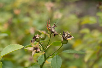 Nature. withered rosehip bud on a bush on a green background
