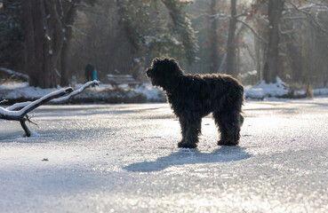 Cute black labradoodle dog standing on the frozen lake Bärensee, Stuttgart.  backlight. Sunlight Reflection on ice surface