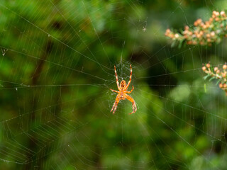 Spinne am Baum