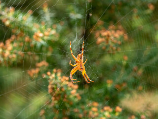 Spinne am Baum