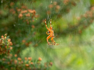 Spinne am Baum