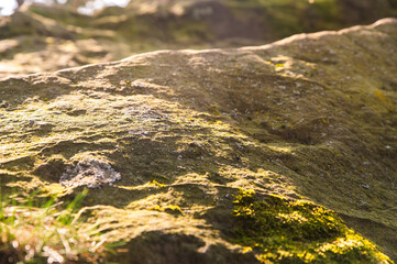 moss with sunshine on the rocks