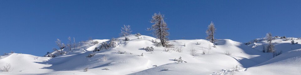 Fototapeta na wymiar Banner 4x1 snow-capped mountain top with lone larches and deep blue sky