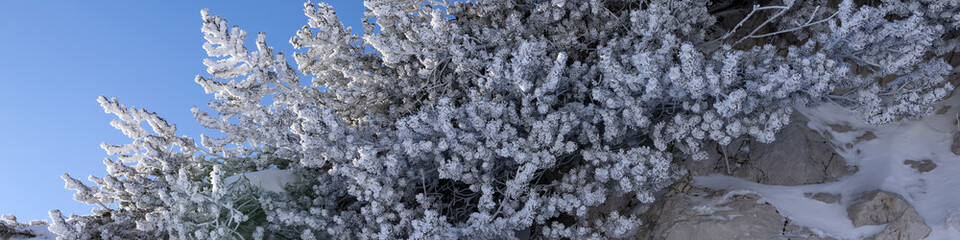 Banner 4:1 with a mountain landscape with icy pine, snow and stone