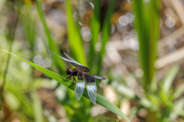 Widow Skimmer dragonfly, Libellula luctuosa, male turning pruinose. Perched on cattail leaf.